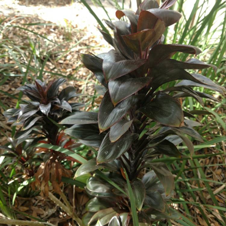 Plant image Cordyline 'Purple Compacta'