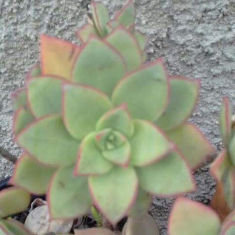 Plant image xSedeveria Darley Dale
