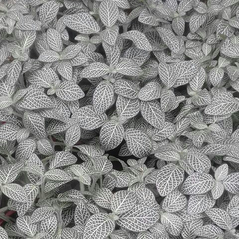 Plant image Fittonia argyroneura 'White Anne'
