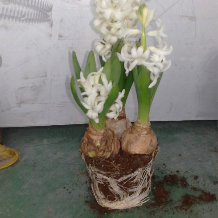 plant image 589199