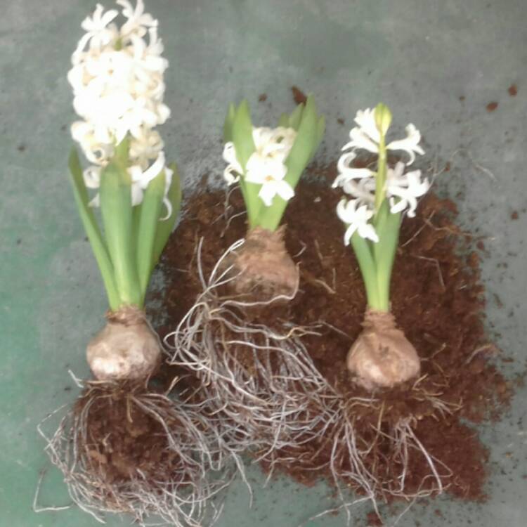 plant image 589200