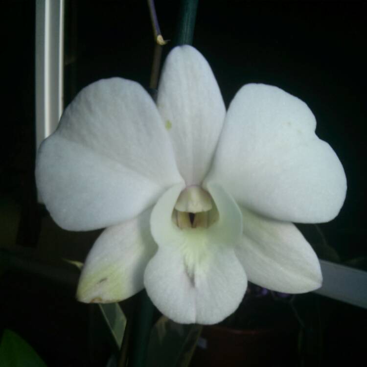 plant image 589644