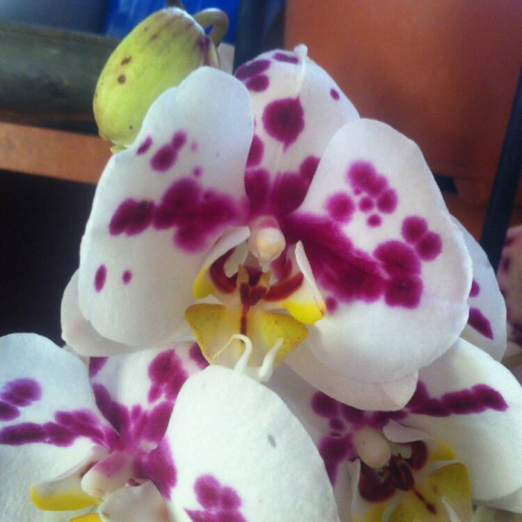plant image 589789