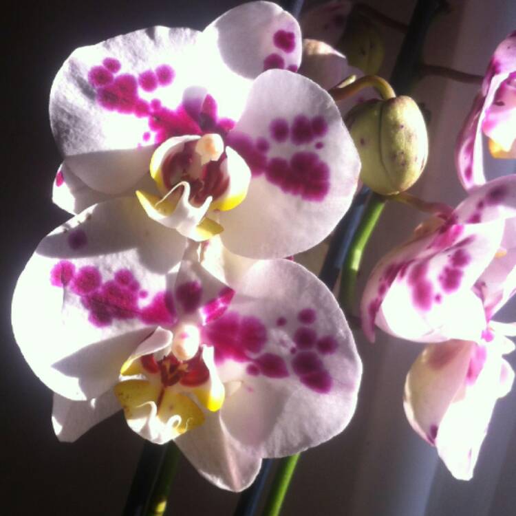 Plant image Phalaenopsis 'Samba Dalmata'