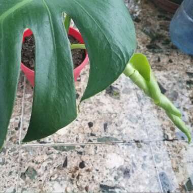 Swiss Cheese Plant