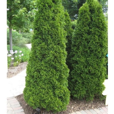 Plant image Thuja occidentalis 'Emerald Green'