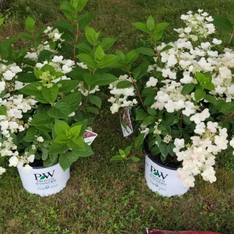 plant image 1347482