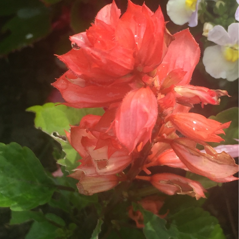 Plant image Salvia greggii 'Coral'