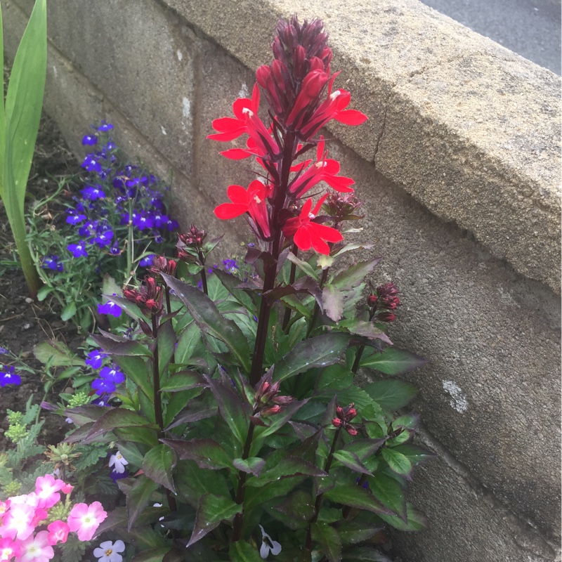 Plant image Lobelia x speciosa 'Fan Scarlet'