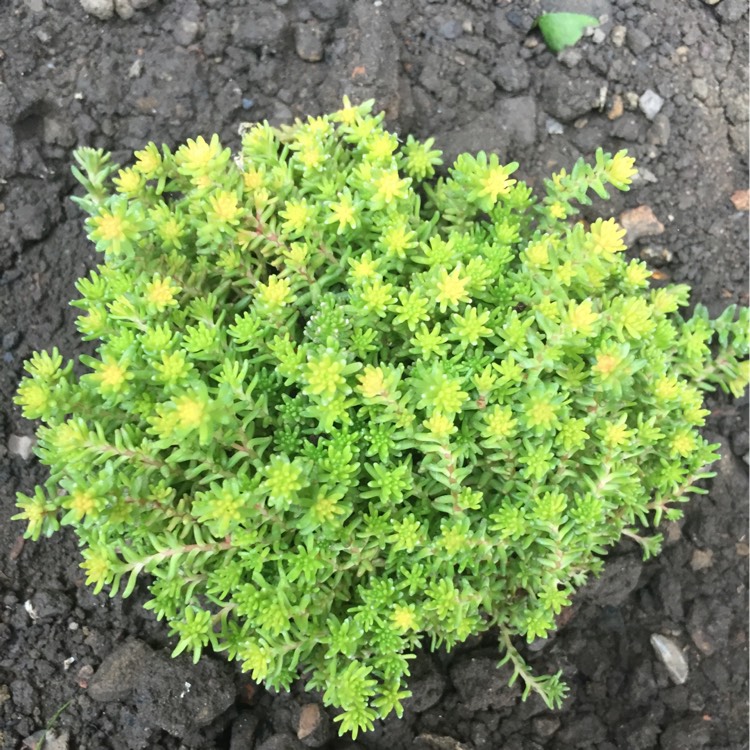 Plant image Sedum Sexangulare