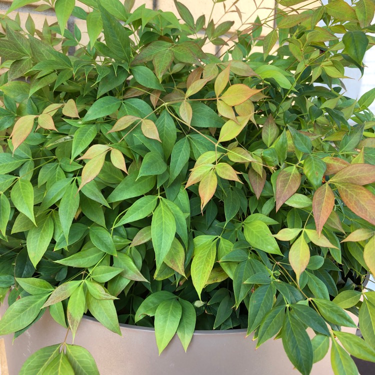 Plant image Nandina Domestica 'Gulfstream'