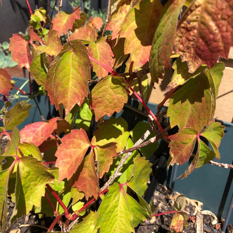 Plant image Parthenocissus tricuspidata syn. Ampelopsis hoggii ; Ampelopsis tricuspidata