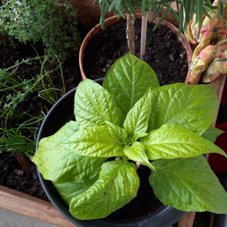plant image 1044214