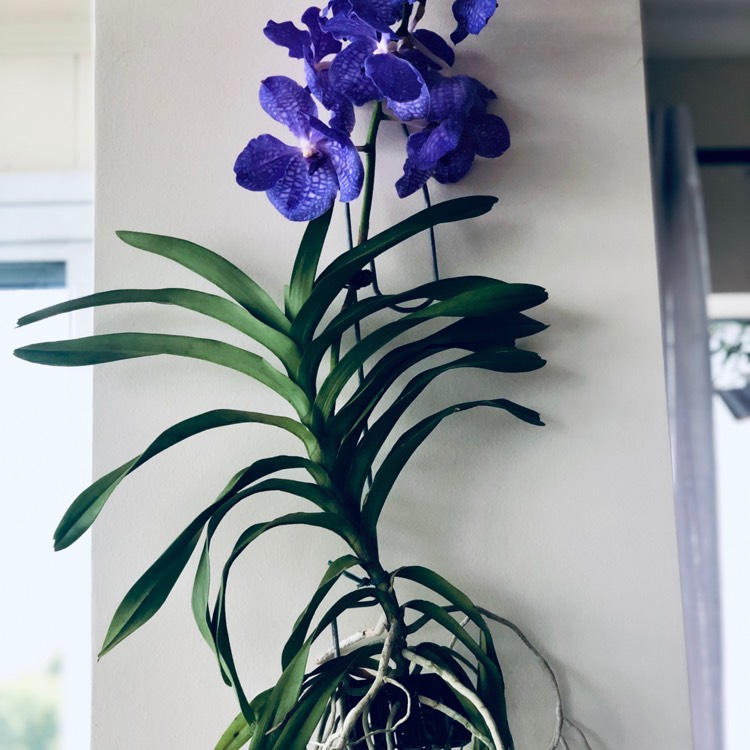 Plant image Vanda