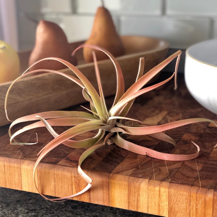 Plant image Tillandsia chiapensis