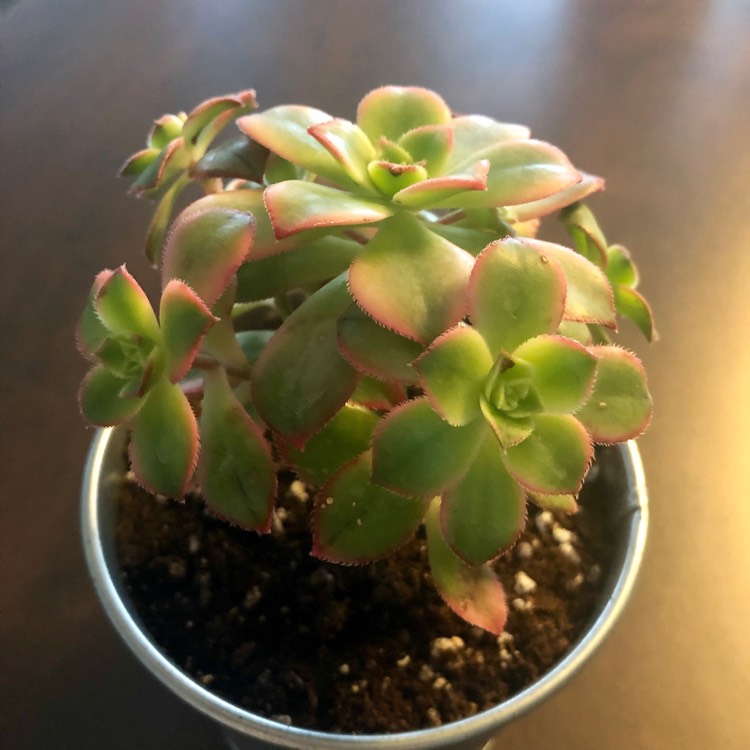 Plant image Echeveria Brachetti