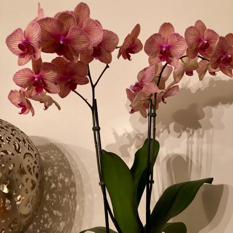 Plant image Phalaenopsis 'MyMonro Bronzer'