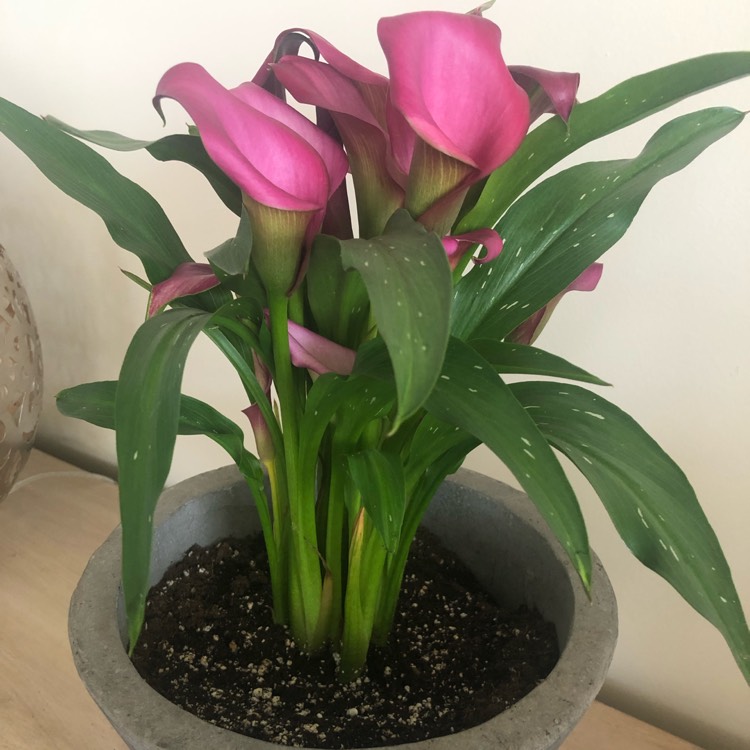 Plant image Zantedeschia 'Pink Jewel'