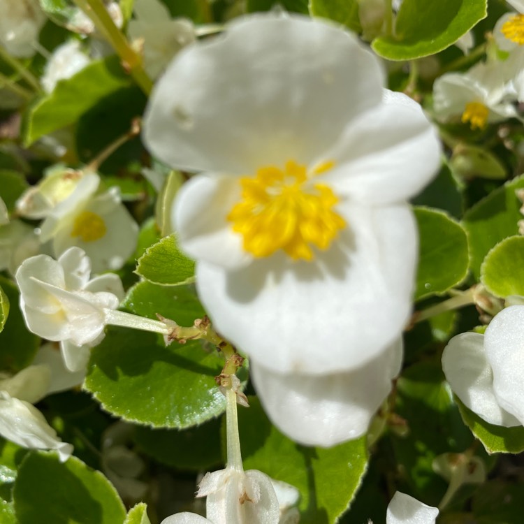 plant image 1327819