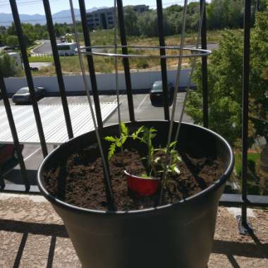 Solanum lycopersicum 'Brad's Atomic Grape'