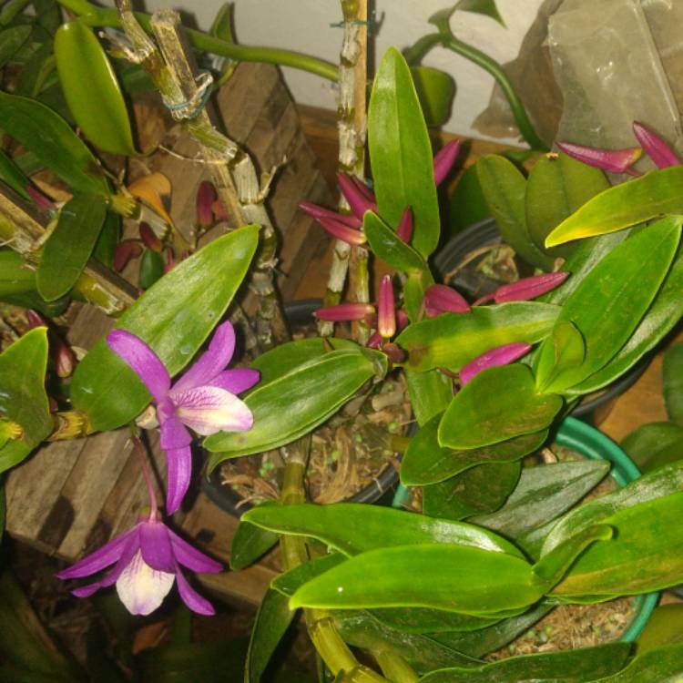 Plant image Dendrobium 'Stardust Firebird'