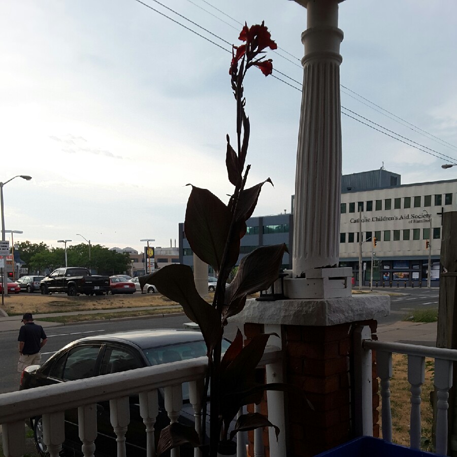 plant image 176584 plant image 176584