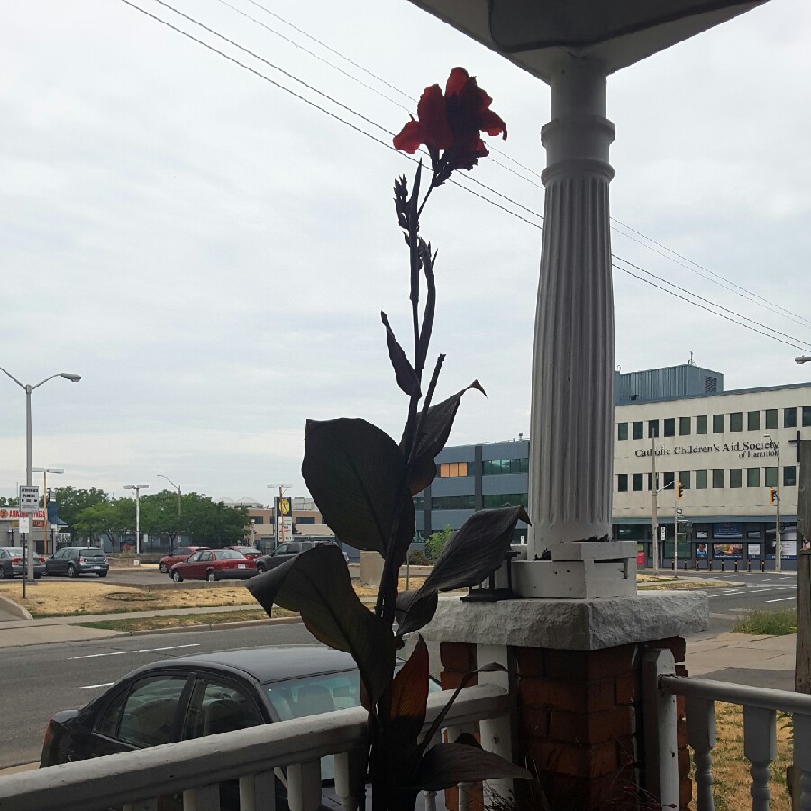 plant image 181244 plant image 181244