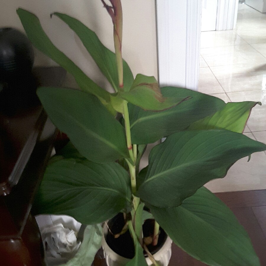 plant image 181263 plant image 181263