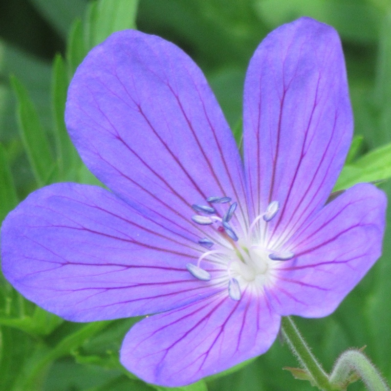 Cranesbill (Geranium)