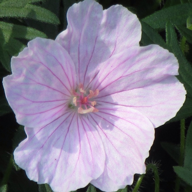 Cranesbill (Geranium)