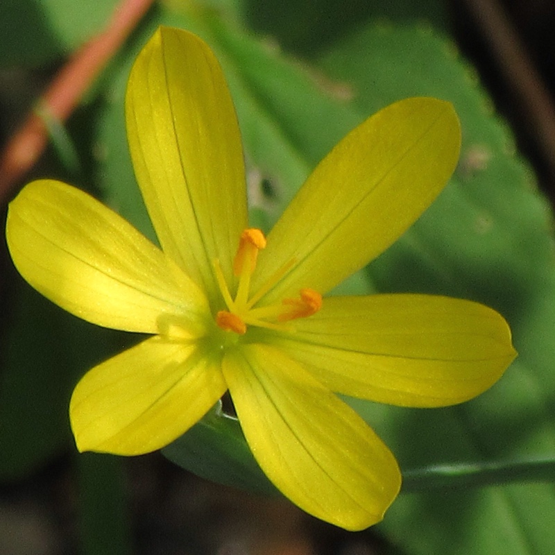 Yellow Eyed Grass