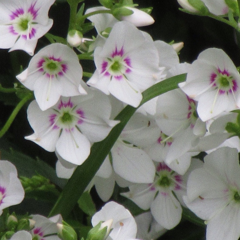 Parahebe 'Avalanche'