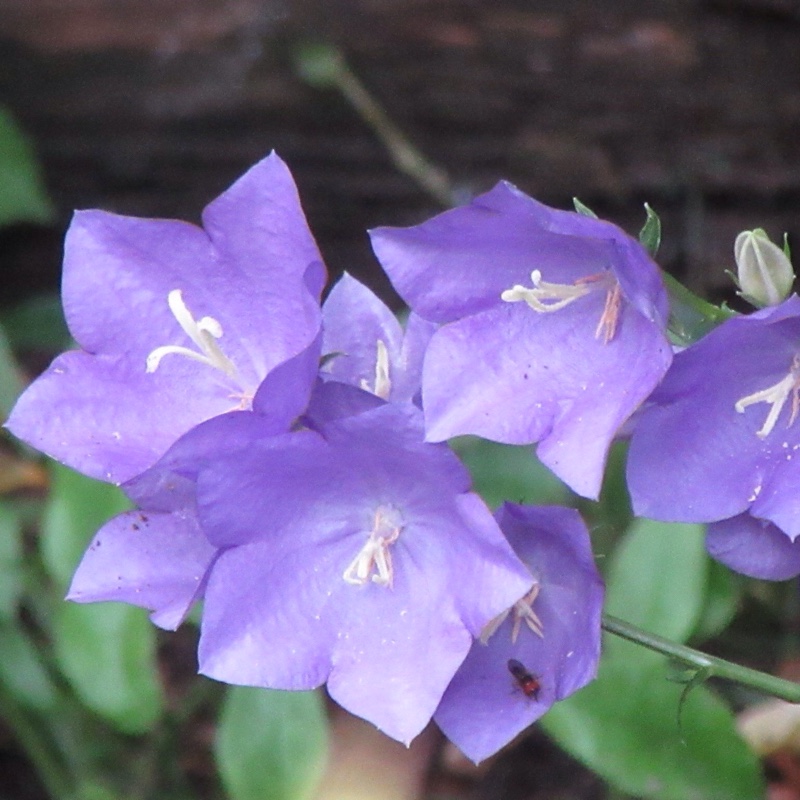 Bellflower