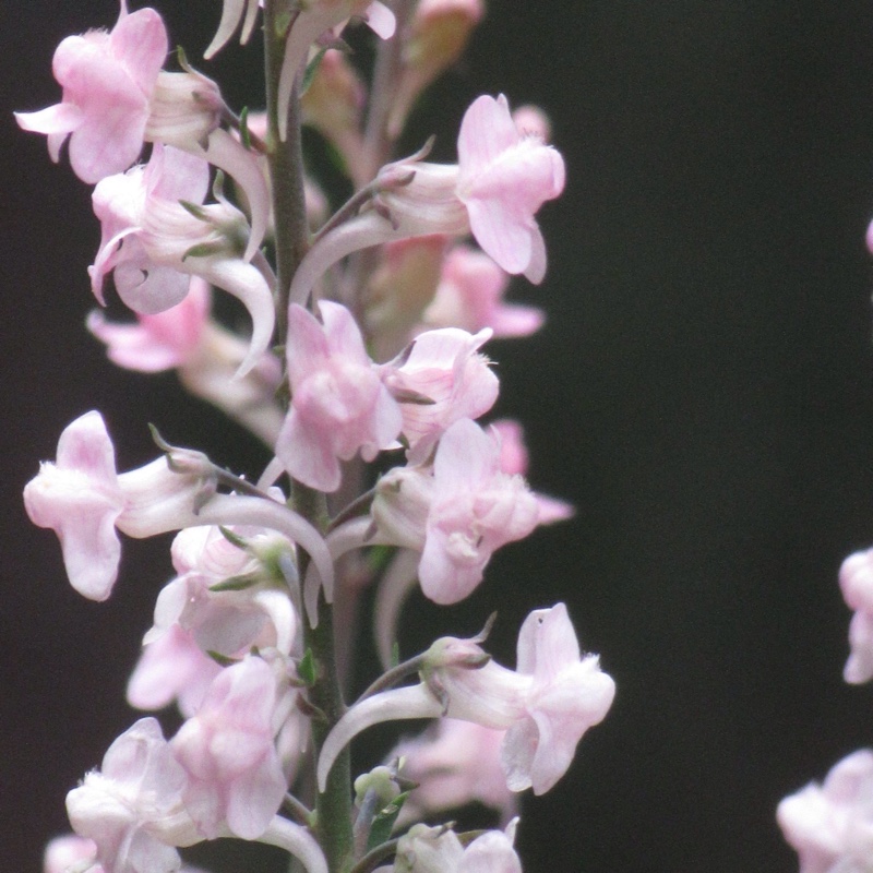 Purple toadflax 'Canon Went'