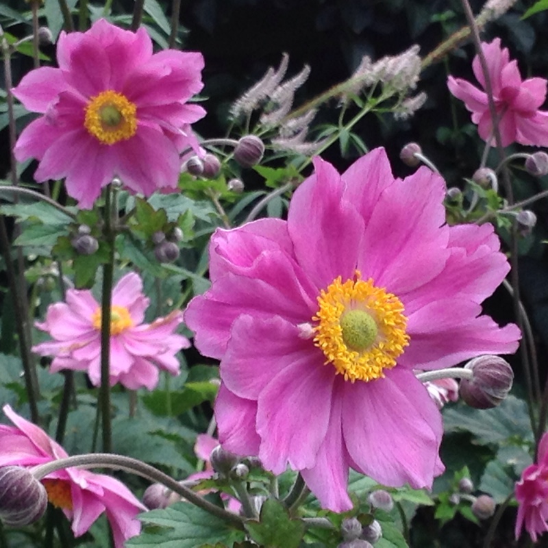 Plant image Anemone Hupehensis var. japonica 'Alba'