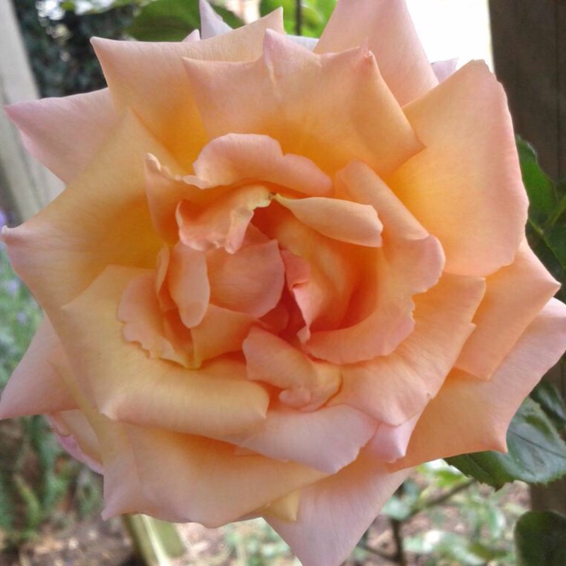 plant image 15346