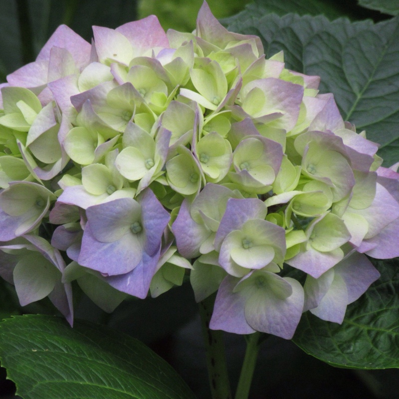 Hydrangea 'Altona'