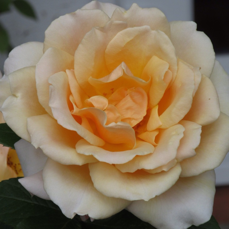 plant image 157879