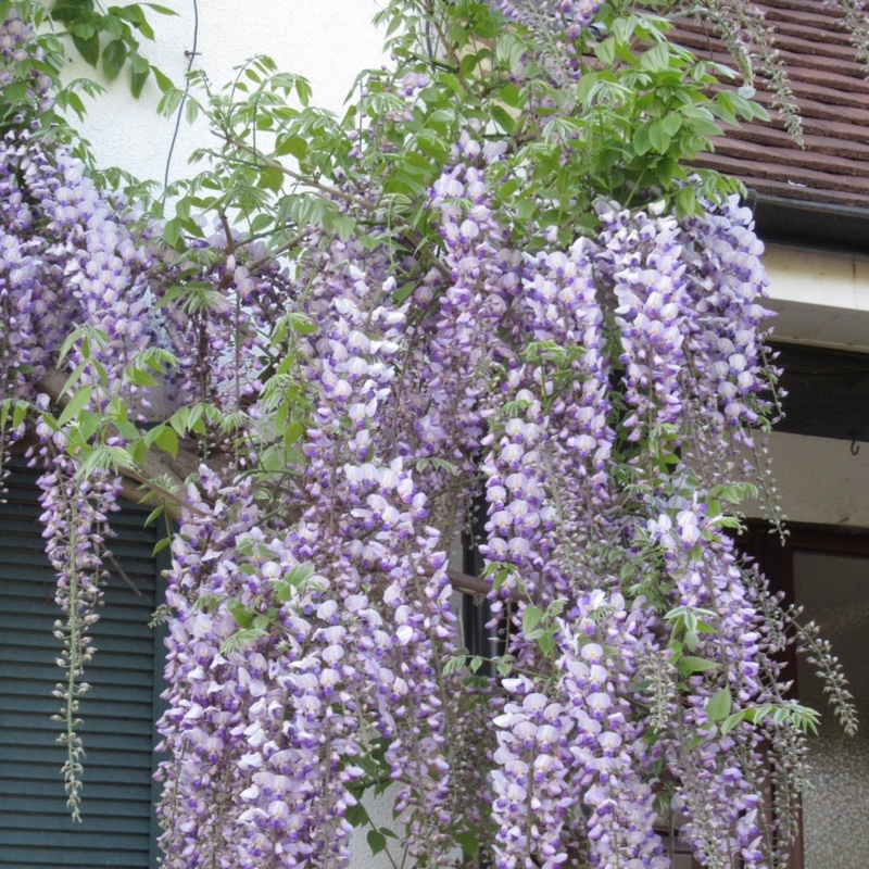 Plant image Wisteria sinensis 'Alba'