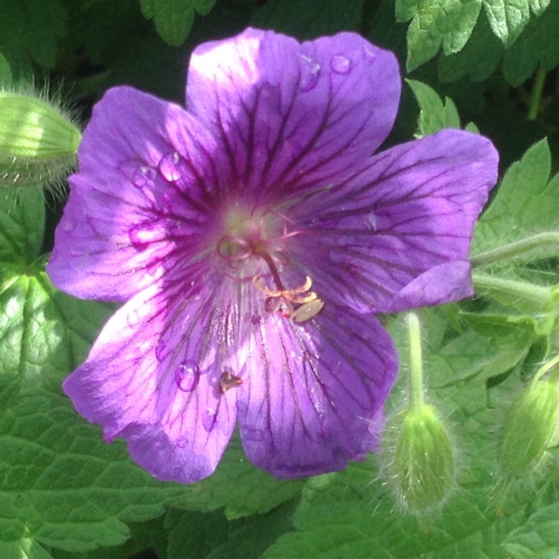 plant image 78092 plant image 78092