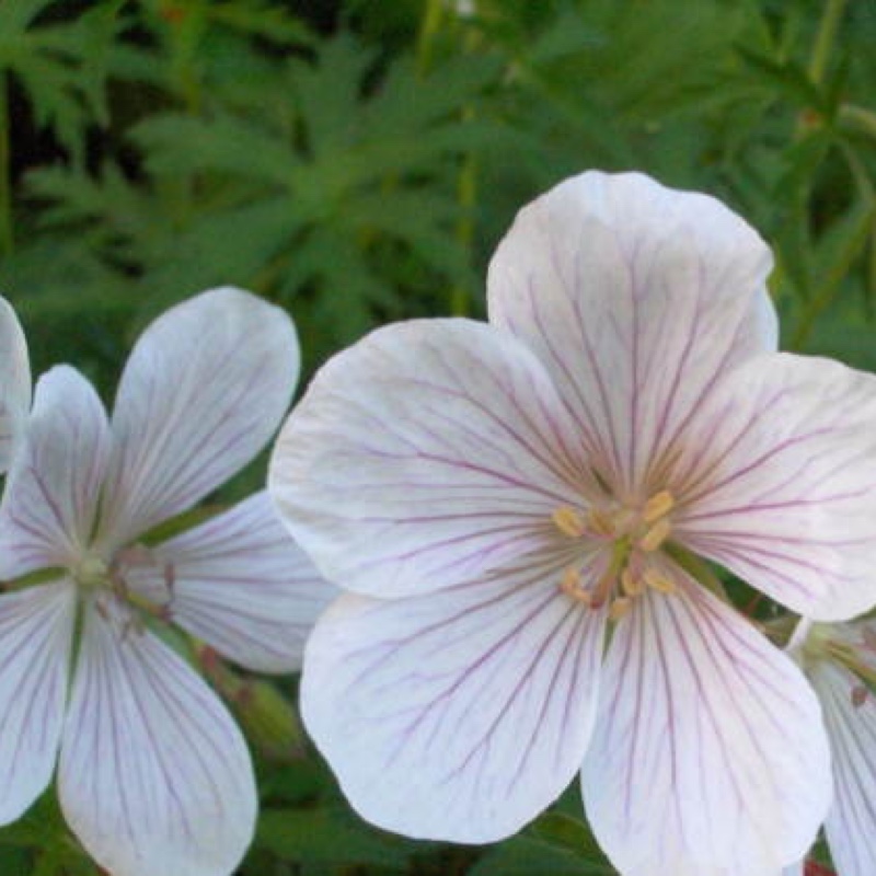 plant image 78378 plant image 78378