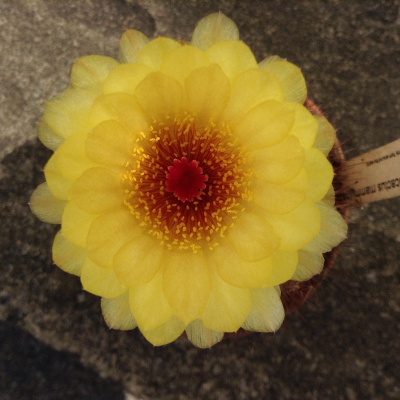 plant image 95454 plant image 95454