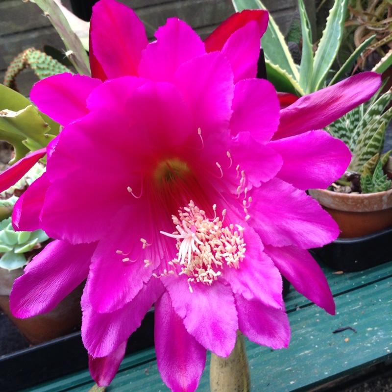 Cactus