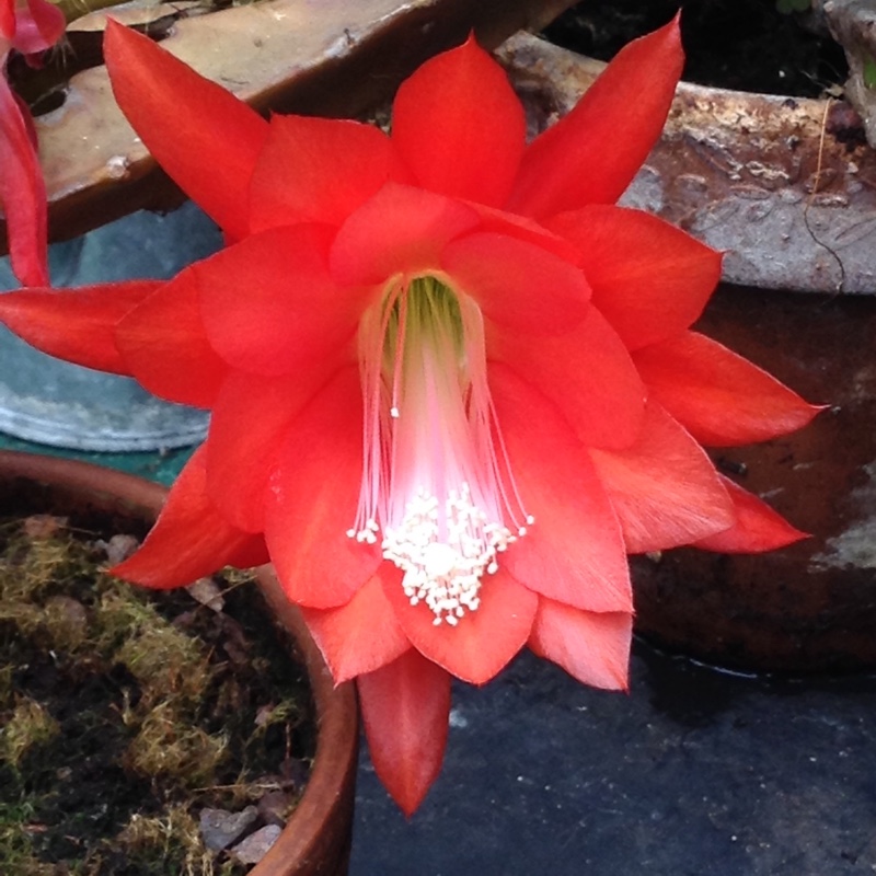 Orchid Cactus
