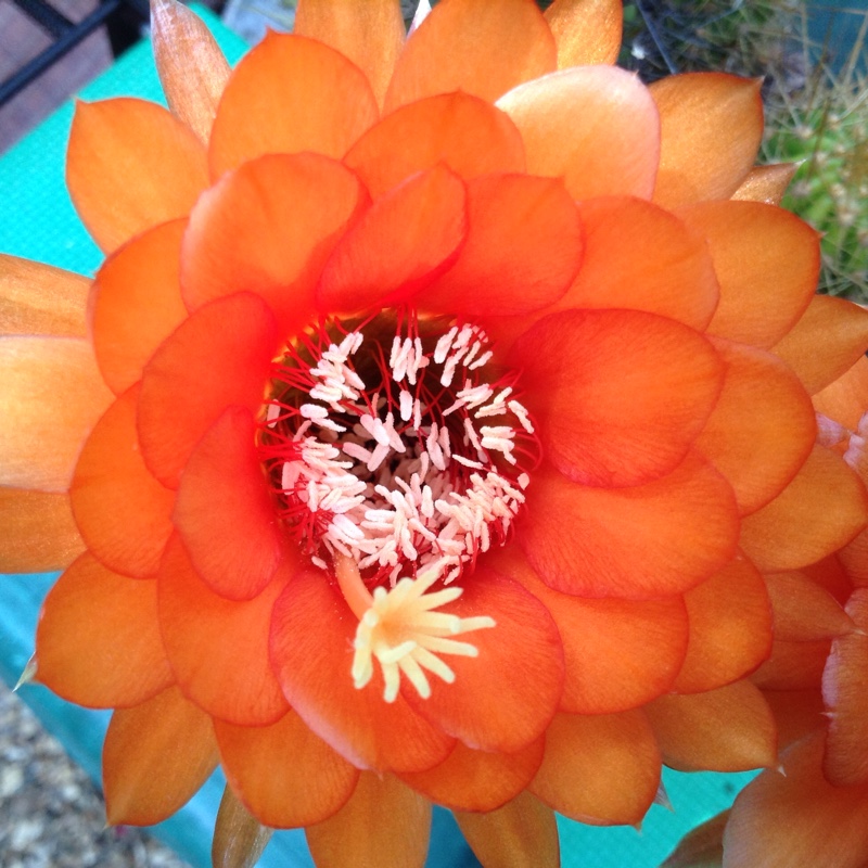 Cactus