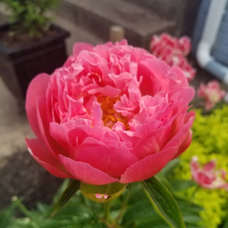 Plant image Paeonia 'Coral Sunset'