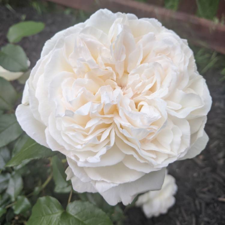 plant image 1313376