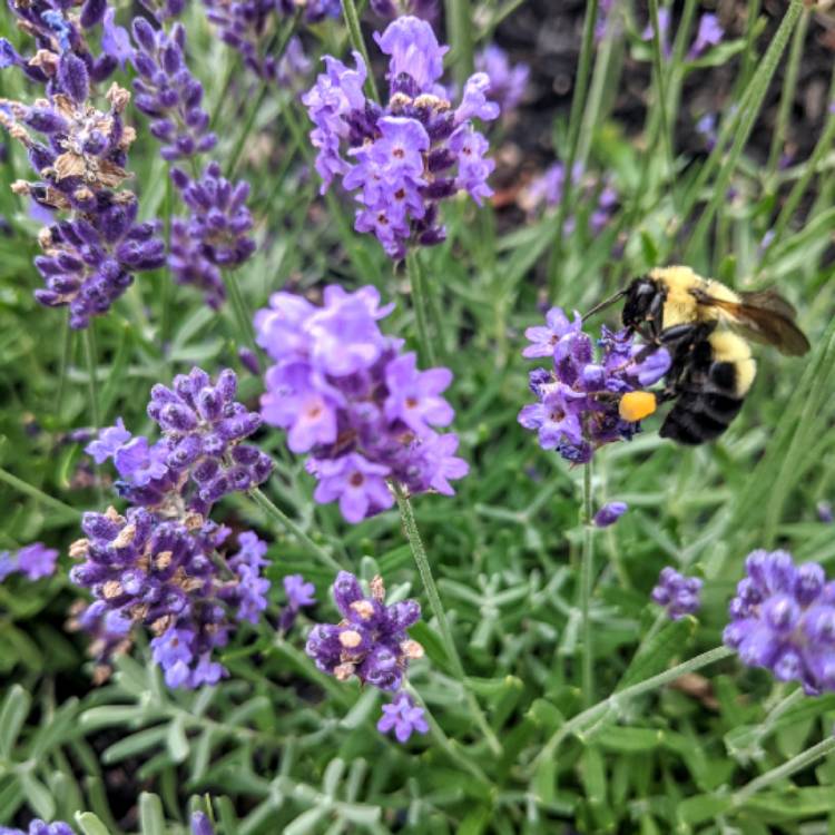 plant image 1344946