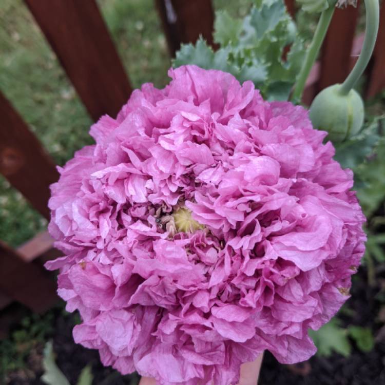 Plant image Papaver somniferum 'Lilac Pom Pom'