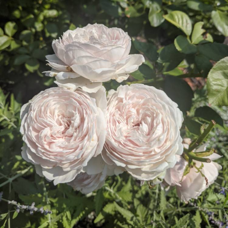 Plant image Rosa 'Korgeowim' syn. Rosa 'Earth Angel', Rosa 'Christiana', Rosa 'Duchesse Christiana', Rosa 'Herzogin Christiana', Rosa 'La Belle Rouet', Rosa 'Secret Parfuma'